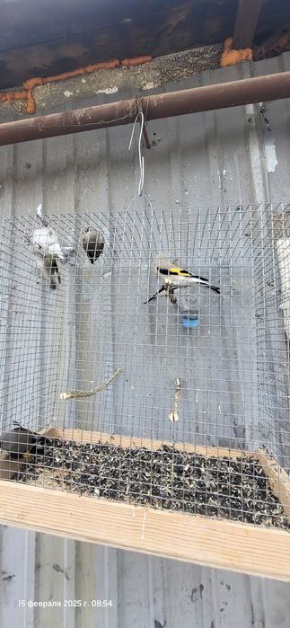 Щеглы птицы продаются