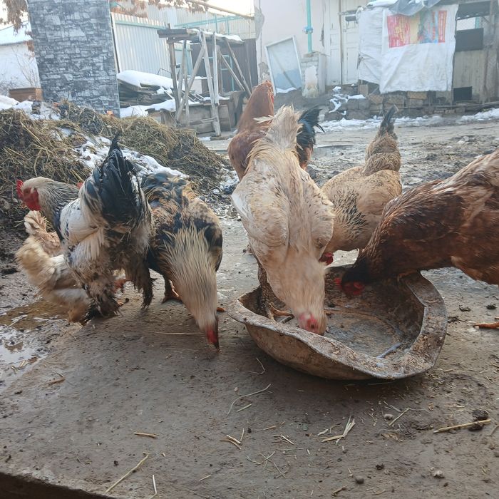 Тауықтар сатылады