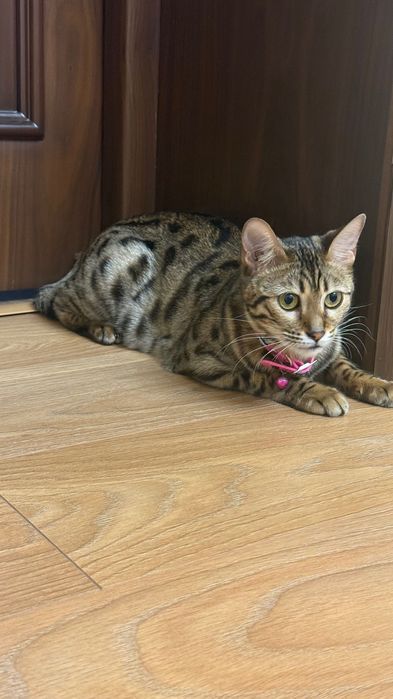 Бенгальсякая кошка