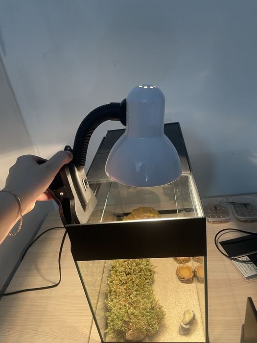 Эублефар (леопардовый геккон)