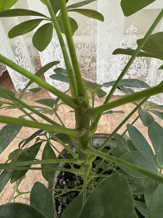 Продам комнатное растение Шефлеру