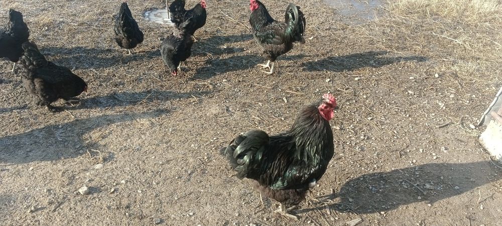 Яйцо для инкубаций