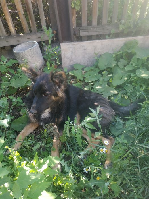 Собачка в добрые руки