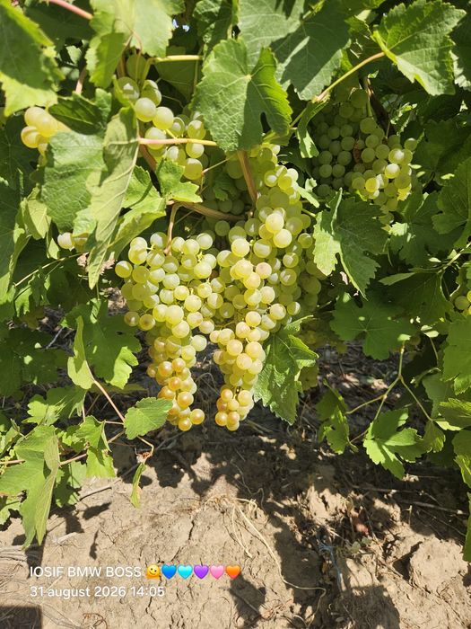 Vând struguri pentru vin