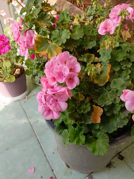 Комнатные домашние цветы