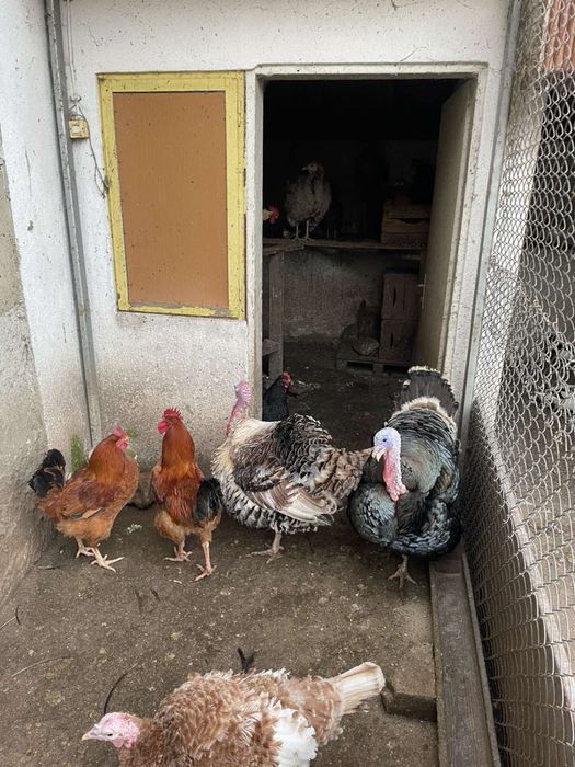 Продавам пуяци и пуйки