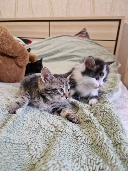 Отдам котят за шоколадку