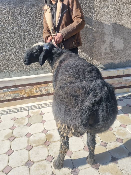 Qurbonlikga quchqorlar sotiladi!!! Кучкор сотилади