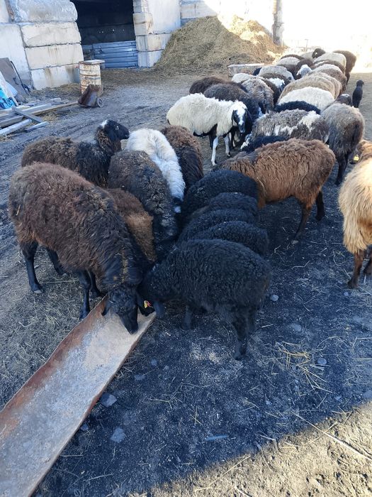 Продам овец с ягнятами