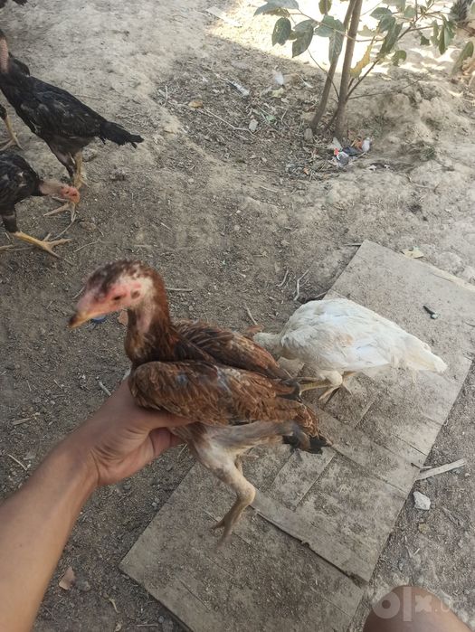 limon oq qora miramr jojalar sotiladi dakan zoti tayn