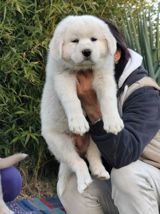 Кавказка овчарка