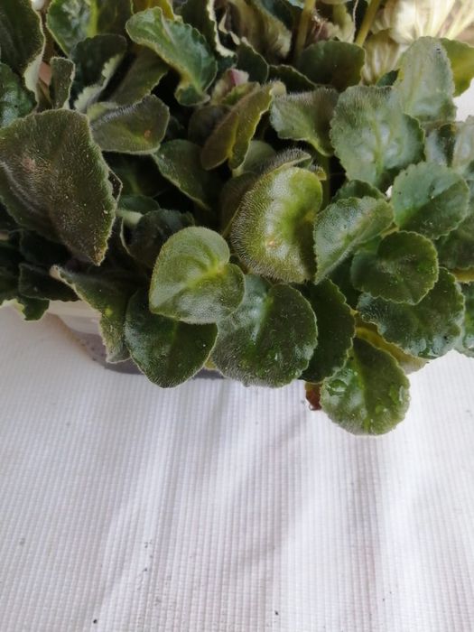 Продаются комнатные цветы