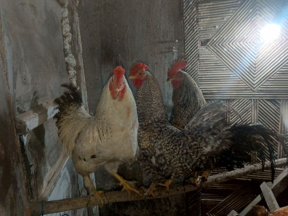 Петухи молодые домашние