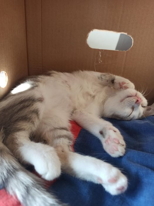 Отдаю милого котенка