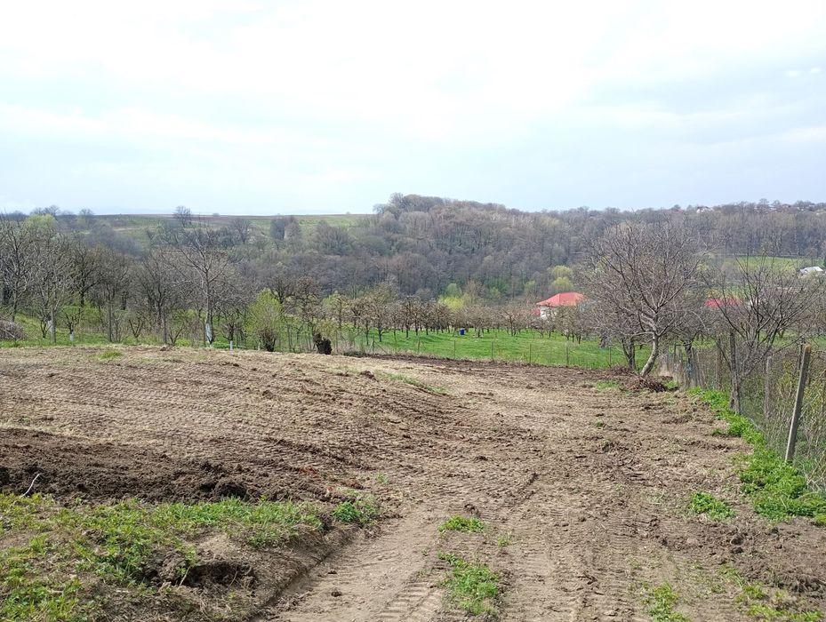 Teren intravilan in Radaseni 1587mp cu toate utilitatile