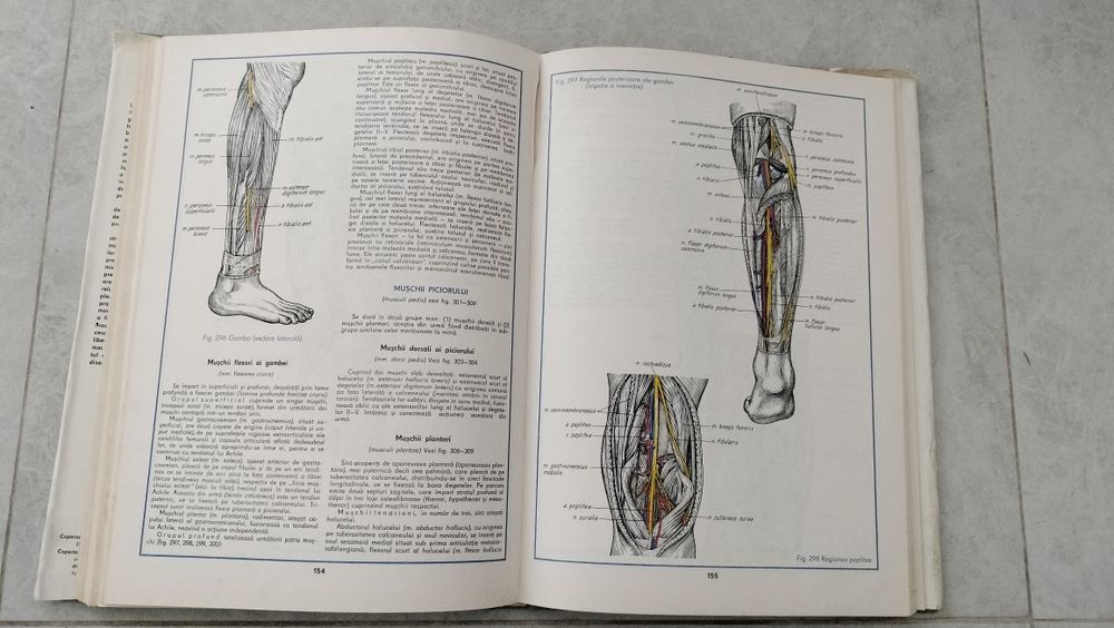 Atlas de anatomie umana, C.Cerbulescu ,1983, vol.1