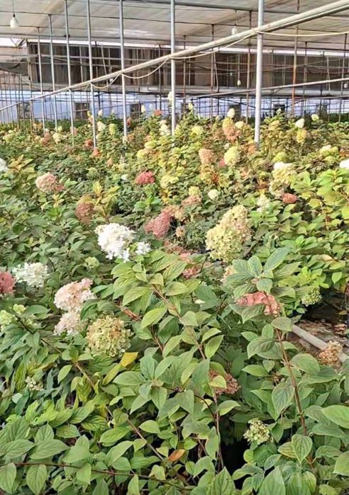 Gartenziya sotiladi