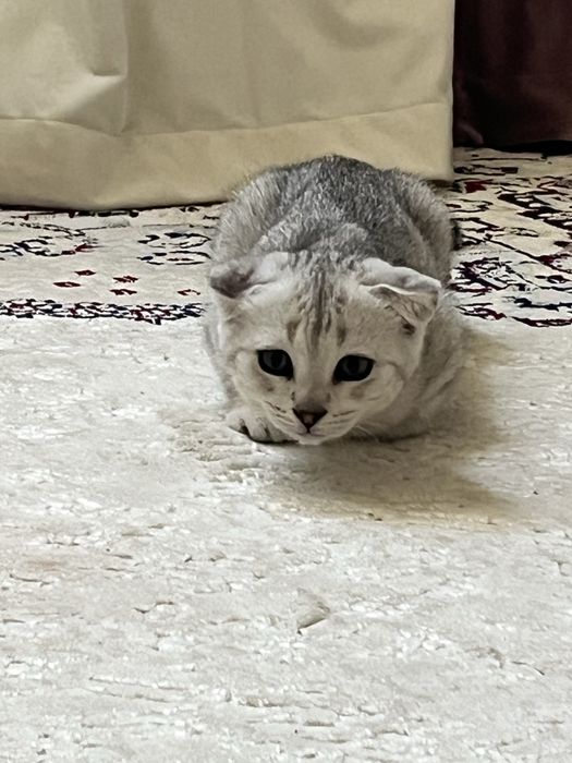 Котенок пародистый