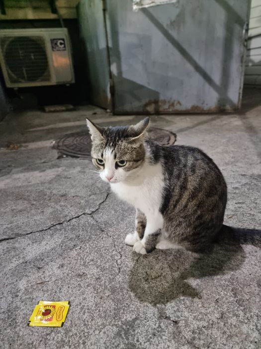 Кошечка в добрые руки