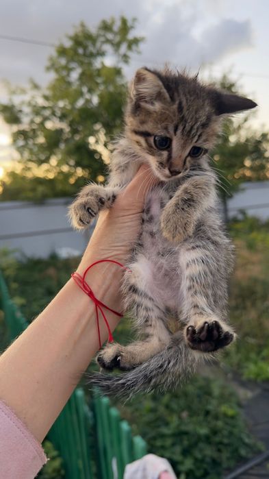 Отдам котят в добрые руки