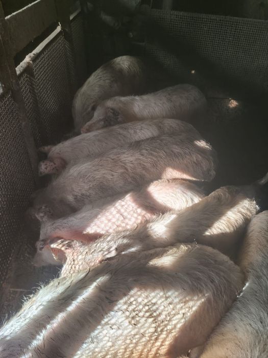 Продам поросят  5-6 месяцев