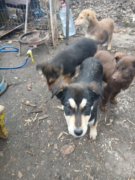 Donez 4 puii de caine