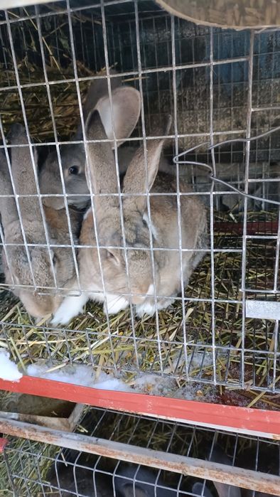 Iepuri metis uriaș german 4 luni