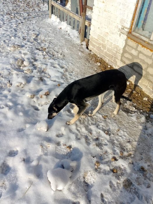 Продам щенка хортый Грейхаунд