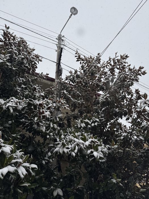 Magnoliya Декоративное дерево Магнолия – украшение для двора и сада