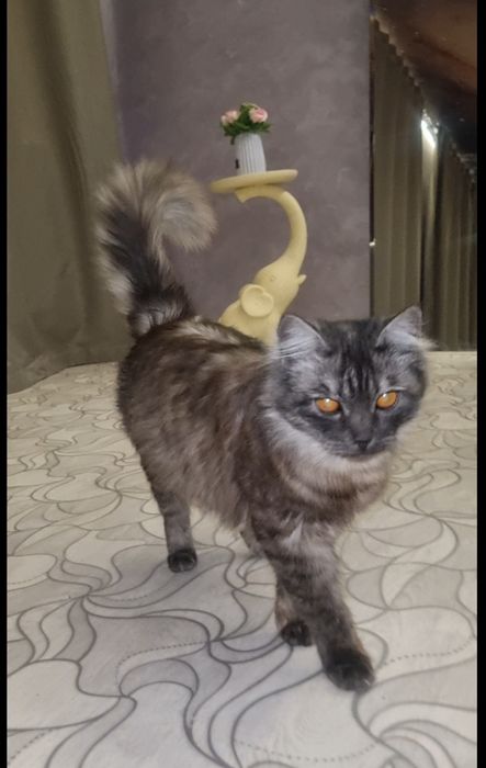 Малыш ищет дом. Доставлю!