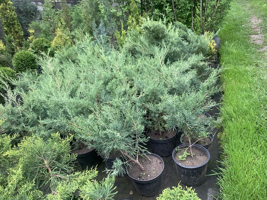 Кустарники хвойники травы