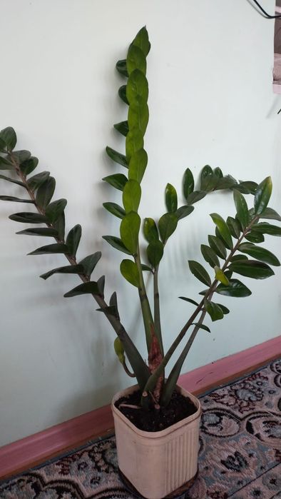 Комнатные Цветы.