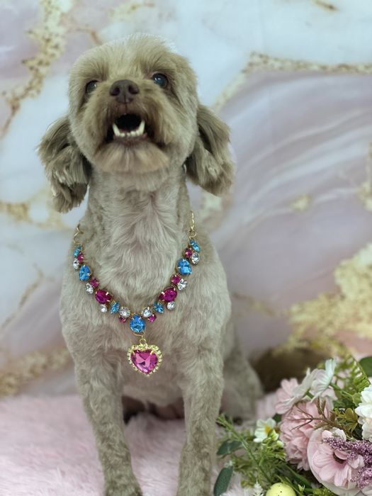 Grooming caini Drumul Taberei - Ingrijire profesionala