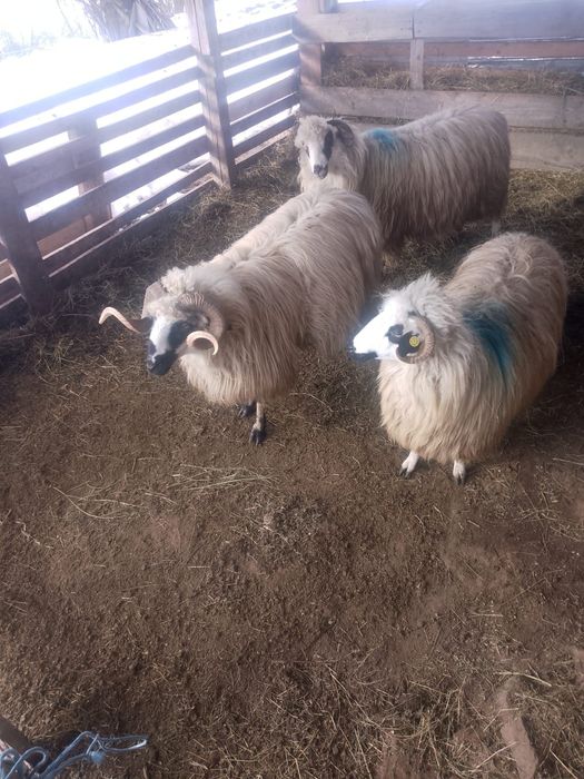 De vânzare berbec mior