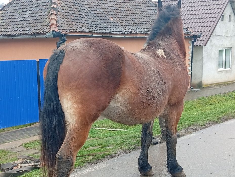 Vând cal bun de ham