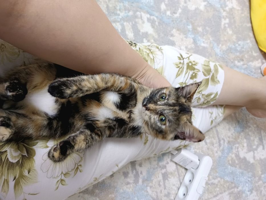 Котята бесплатно