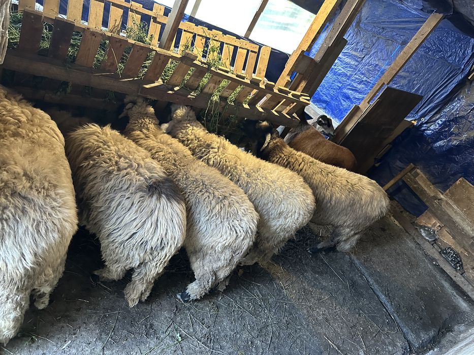 Miei de vanzare, crescuti natural.