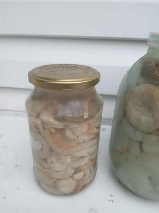 Продам маринованные грибы