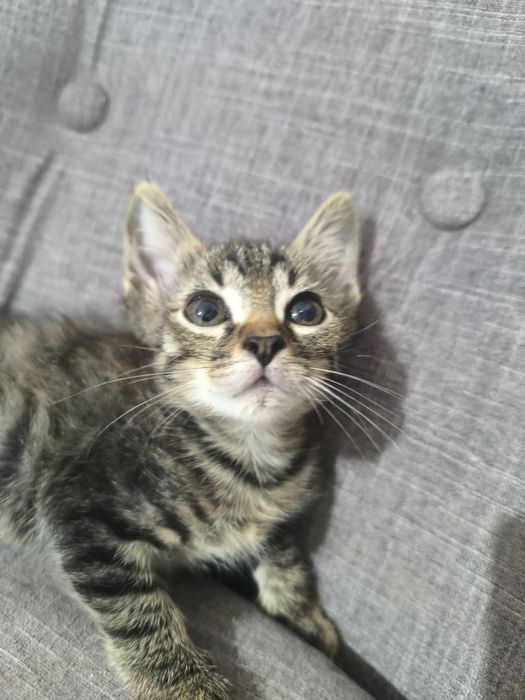 Котенок в поиске дома