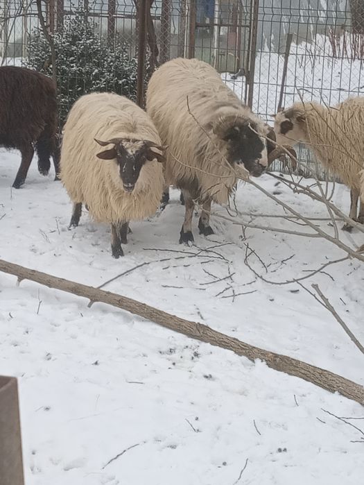 Vind 8 mioare și un berbec la alegere din 2