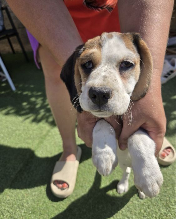 Pui beagle 3 luni