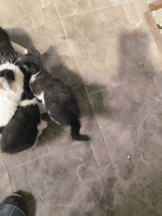 Котята маленькие