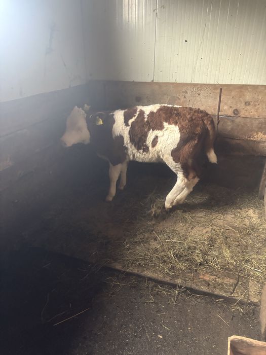 Vând vitică  de 8 saptamani!