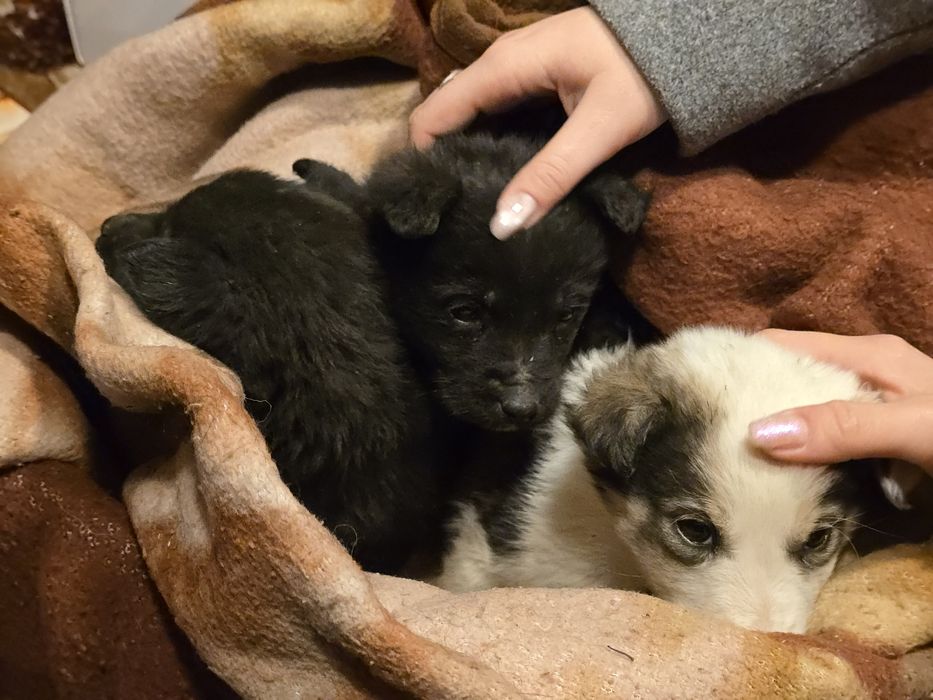 Spre adopție 2 cățeluși drăgălași
