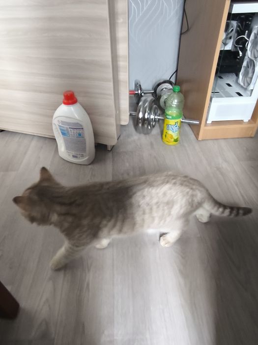 Кошка Шатланская