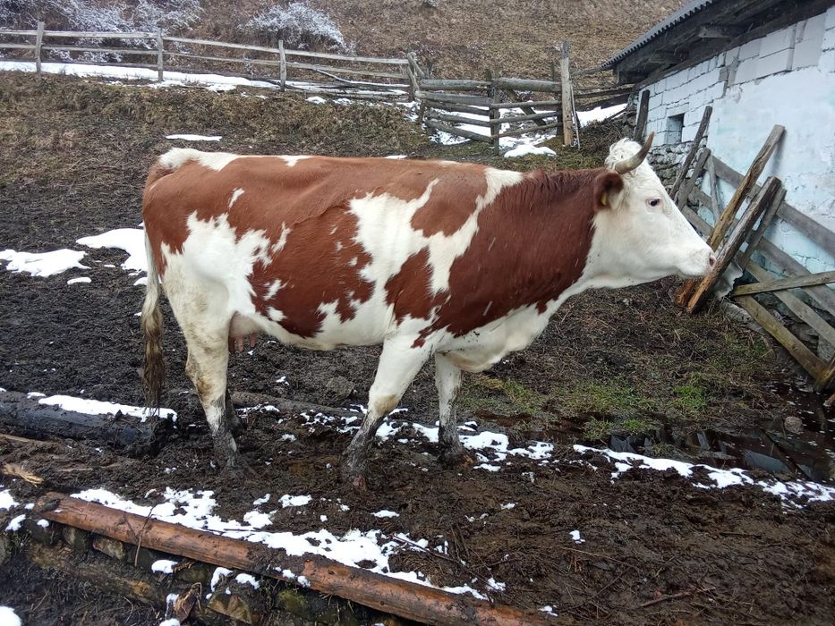 De vînzare vaca bună de ținut fatată de 2 săptămâni