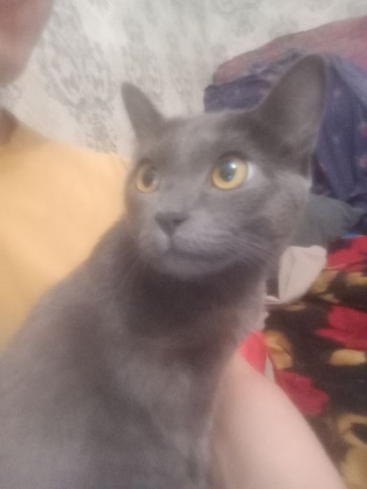 Мысық тегін бесплатно