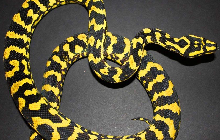 Ковровые питоны малыши