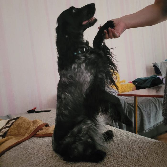 Пропала собачуля спаниелька девочка просим вернуть за вознаграждение