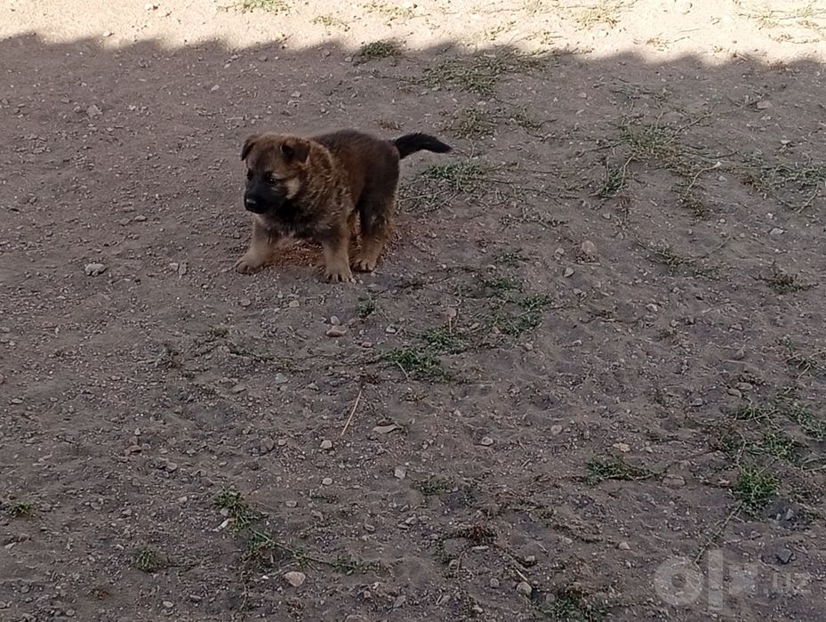 восточно-европейские овчарки